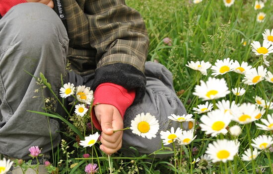 Ein Kind pflückt Blumen