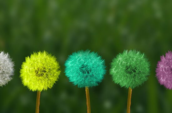 Bild von buntem Löwenzahn